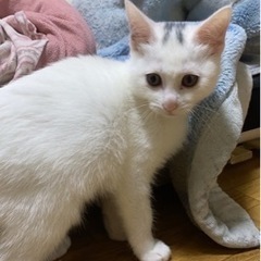 白い兄妹子猫さん