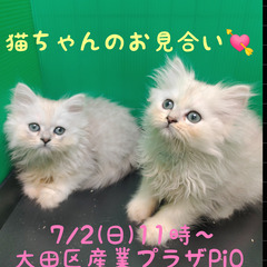 4/5生ペルシャ♂チンチラシルバー(トライアウト猫)
