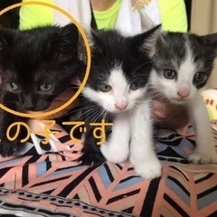 野良猫の赤ちゃんです。行き場がない兄弟です。