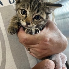子猫の里親募集してます⭐️