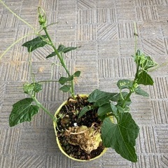 ハヤトウリ　芽出し済み
