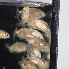 金魚らんちゅうドラゴンスケール らんちゅう稚魚10匹1000円