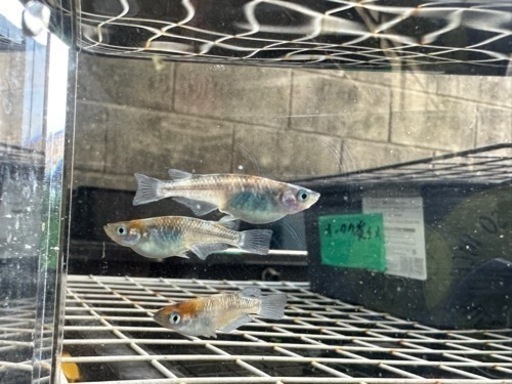 sold outメダカ 希幸姫 1ペア＋メス 種親クラス 11日まで