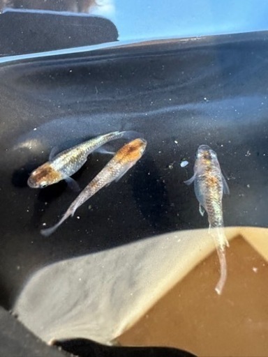 sold outメダカ 希幸姫 1ペア＋メス 種親クラス 11日まで