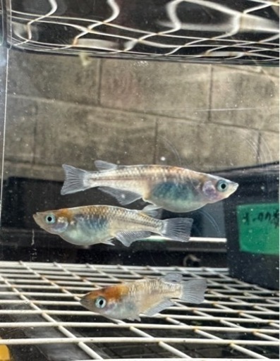 sold outメダカ 希幸姫 1ペア＋メス 種親クラス 11日まで