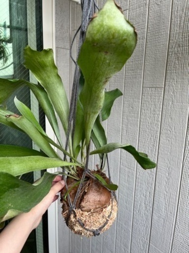 コウモリラン　ビカクシダ　コケ玉　苔玉　吊るす紐付き