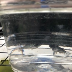 ブラックダイヤ横見1P🐟の画像