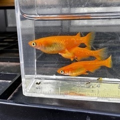 メダカ 楊貴妃 【幼魚、稚魚】の画像