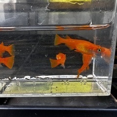 メダカ 楊貴妃 【幼魚、稚魚】の画像