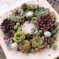 【お取り引き日決定】多肉植物　寄せ植えset＊　+レッドエボニースーパークローンの画像
