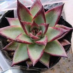 【お取り引き日決定】多肉植物　寄せ植えset＊　+レッドエボニースーパークローンの画像