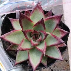【お取り引き日決定】多肉植物　寄せ植えset＊　+レッドエボニースーパークローンの画像