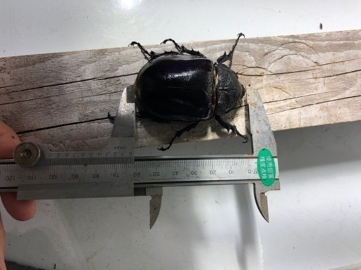 マルスゾウカブト速ブリペア➕メス１匹