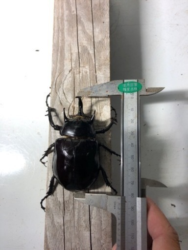 マルスゾウカブト速ブリペア➕メス１匹