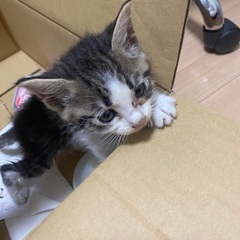 里親募集してます。
