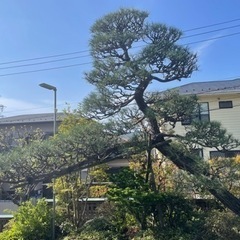 植木の手入れ