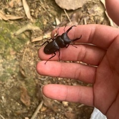 カブトムシ、クワガタ採集 一緒に行きましょ 大阪南部です