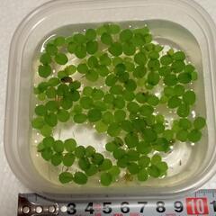 サルビニアククラータ　再募集
