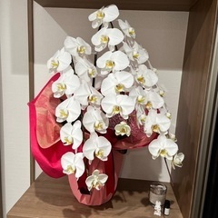 胡蝶蘭  きまりました