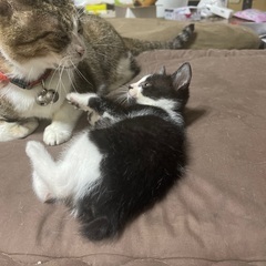 仔猫　1ヶ月　飼い主は居ないようです。