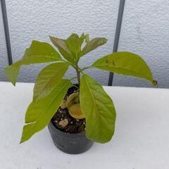 アボカド苗 《果樹苗と交換希望》