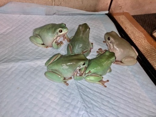 イエアメガエル