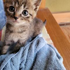 (現在お取引中止)生後１ヶ月～２ヶ月の子猫の里親