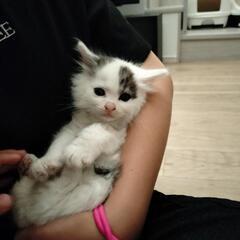 お人形のような長毛白キジちゃん