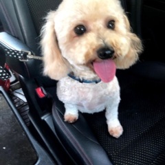 ブリーダー引退犬です。