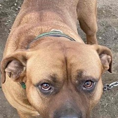 ちょっとビビりな土佐ピット、チビくん。愛玩犬として幸せになりたいです。 - 北本市