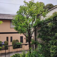 夏みかんの木に接ぎ木をしてください。