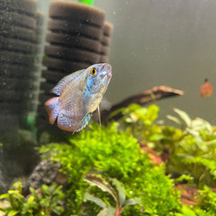 熱帯魚、ネオンドワーフグラミー