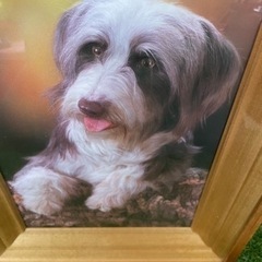 犬　壁掛け　超可愛い　　SD の画像