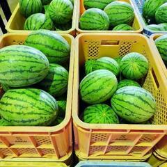 すいか　4玉セット