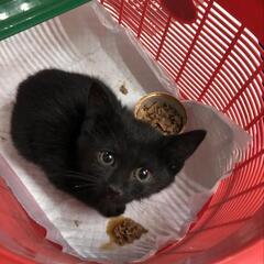 迷い仔猫です。