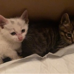 可愛い仔猫の兄妹です。飼い主不在確認済み - 猫