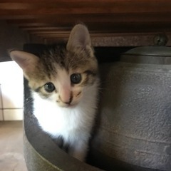 子猫、5/1産まれ、0才1ヶ月（いちばん白が多い子）
