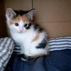 子猫のミケちゃん。