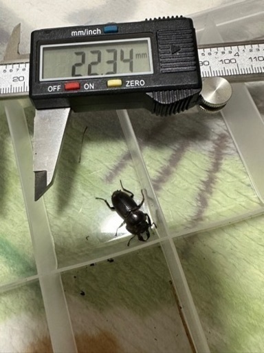 超小型　ヒラタクワガタ雄