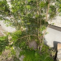 決まりました！ありがとうございます！