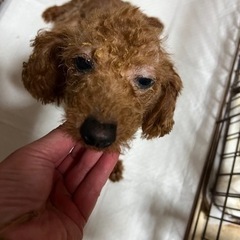 皮膚疾患の子犬