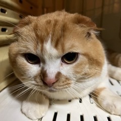 おっきなスコティッシュ