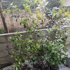 植木（カナメモチ）ほしい方いませんか？