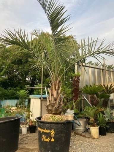 ココスヤシ。ミニココスヤシ、2.4メートル、幹高90センチ。植え込み費コミコミ価格。