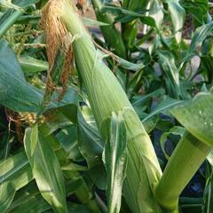 🌽トウモロコシの画像