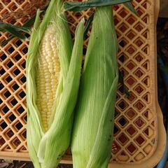 🌽トウモロコシの画像