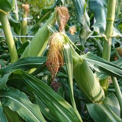 🌽トウモロコシ