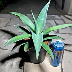 🌵アガベ.アメリカーナ🌵アオノリュウゼツラン🌵❶