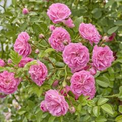 つる薔薇（中輪）
