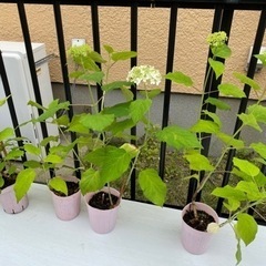 アジサイ  紫陽花 白 アナベル 苗 